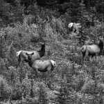 DSC_4266_KananaskisCountry