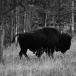 DSC_4839_bison_yellowstone