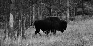 DSC_4839_bison_yellowstone