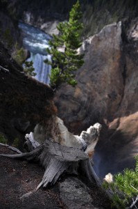 DSC_5209_canyon_yellowstone