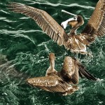 DSC_3644_CormoranShark