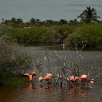 DSC_4101_FlamingoIsabela