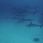 DSC_4458_CarloDivingGordonRockHammerHeadSharks