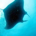 DSC_4461_CarloDivingGordonRockGiantManta