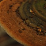 DSC_5915_Jamaraqua