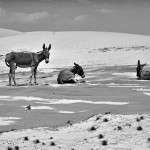 DSC_8065_LencoisMaranenses
