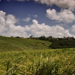 DSC_8394DSC_8387_Pernanbuco