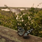 DSC_9217_Iguazu