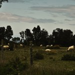 DSC_4667_Lemuy