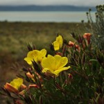 DSC_6451_Calafate