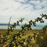 DSC_6461_Calafate