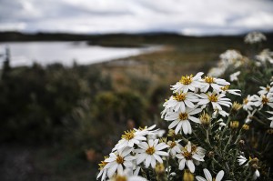 DSC_7328_CanalBeagle